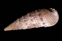 藏品(中華蟹守螺)的圖片